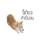 Nemo sweetcorgi（個別スタンプ：12）