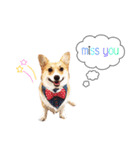 Nemo sweetcorgi（個別スタンプ：13）