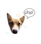 Nemo sweetcorgi（個別スタンプ：15）