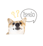 Nemo sweetcorgi（個別スタンプ：16）
