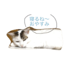 変なみーちゃん（個別スタンプ：2）