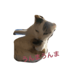 変なみーちゃん（個別スタンプ：6）