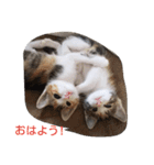 Empress cat（個別スタンプ：1）