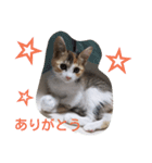 Empress cat（個別スタンプ：2）
