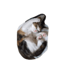 Empress cat（個別スタンプ：3）