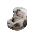 Empress cat（個別スタンプ：4）