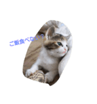 Empress cat（個別スタンプ：5）