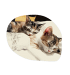 Empress cat（個別スタンプ：6）