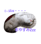 Empress cat（個別スタンプ：7）