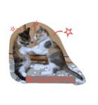 Empress cat（個別スタンプ：8）