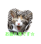 Empress cat（個別スタンプ：9）