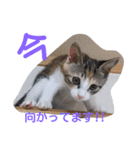 Empress cat（個別スタンプ：10）