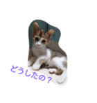 Empress cat（個別スタンプ：12）