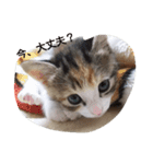 Empress cat（個別スタンプ：13）