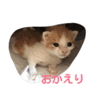 Empress cat（個別スタンプ：14）