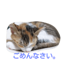 Empress cat（個別スタンプ：15）