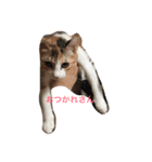 Empress cats 2（個別スタンプ：1）