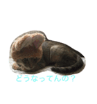 Empress cats 2（個別スタンプ：3）