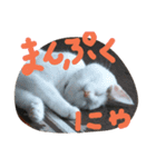 nyanmugi（個別スタンプ：1）