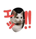 nyanmugi（個別スタンプ：2）