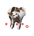 nyanmugi（個別スタンプ：3）
