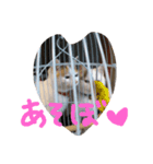 nyanmugi（個別スタンプ：4）