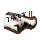 nyanmugi（個別スタンプ：7）