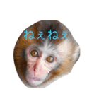 あにまりー（個別スタンプ：5）