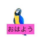 あにまりー（個別スタンプ：7）