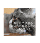 あにまりー（個別スタンプ：11）