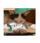 あにまりー（個別スタンプ：12）