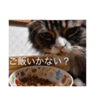 あにまりー（個別スタンプ：13）