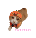 ねこのかぶりもの（個別スタンプ：2）