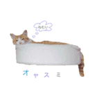 ねこのかぶりもの（個別スタンプ：6）