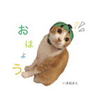 ねこのかぶりもの（個別スタンプ：7）