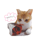 ねこのかぶりもの（個別スタンプ：9）
