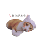 ねこのかぶりもの（個別スタンプ：11）