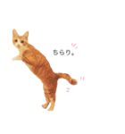 ねこのかぶりもの（個別スタンプ：12）