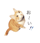 ねこのかぶりもの（個別スタンプ：13）