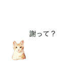 ねこのかぶりもの（個別スタンプ：16）