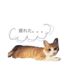 ねこのかぶりもの（個別スタンプ：17）