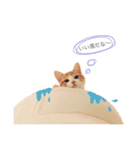 ねこのかぶりもの（個別スタンプ：18）