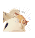 ねこのかぶりもの（個別スタンプ：21）