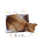 ねこのかぶりもの（個別スタンプ：24）