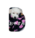 舞鶴弁クリ2（個別スタンプ：1）