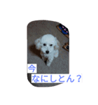 舞鶴弁クリ2（個別スタンプ：2）