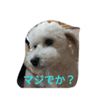 舞鶴弁クリ2（個別スタンプ：5）