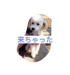 舞鶴弁クリ2（個別スタンプ：7）