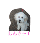 舞鶴弁クリ2（個別スタンプ：10）