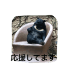 アニマルズです（個別スタンプ：6）